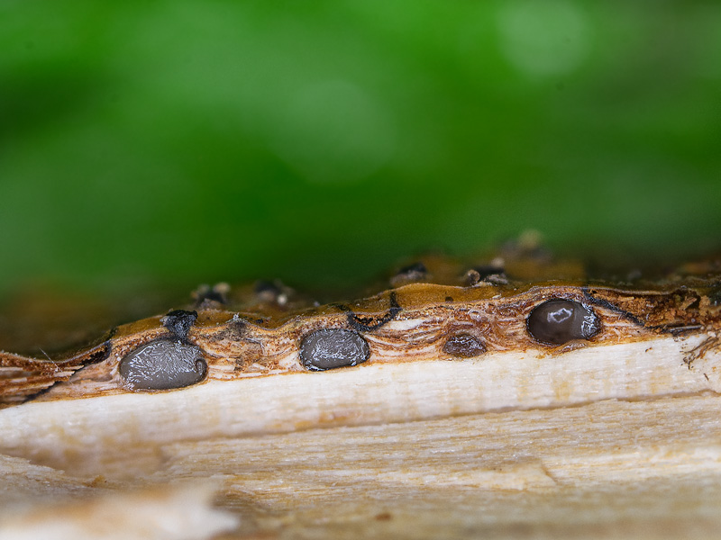 Allantoporthe tessella